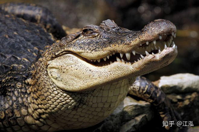 Nghiên cứu mới cho thấy khủng long bạo chúa Tyrannosaurus dựa vào giác quan thứ sáu để yêu? - Ảnh 7.