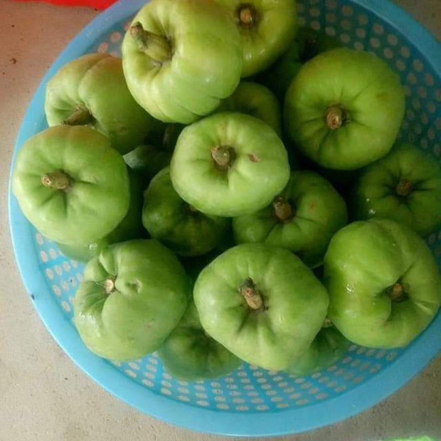 Tưởng là ổi nhưng hoá ra loại trái cây này đã khiến biết bao người nhầm lẫn, còn được xem là “cụ tổ” của các loại quả chua - Ảnh 5.