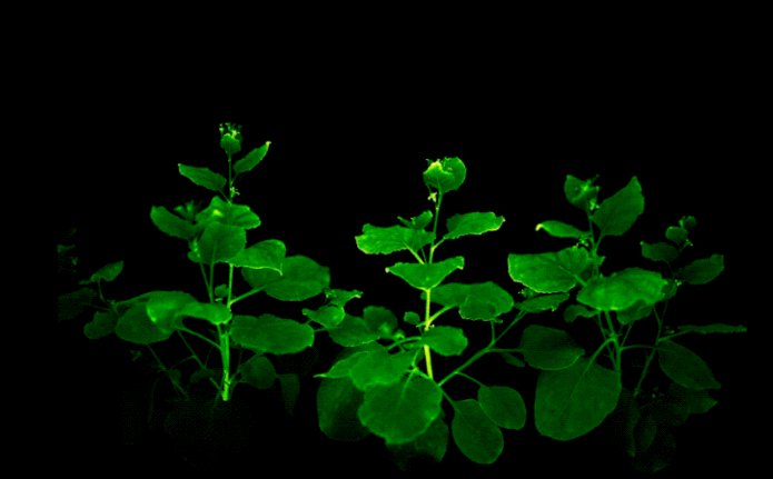 Các nhà khoa học Nga tạo ra giống thực vật 'ngoài hành tinh', có thể phát sáng rực rỡ trong bóng tối