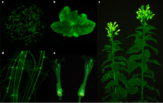 Các nhà khoa học Nga tạo ra giống thực vật ngoài hành tinh, có thể phát sáng rực rỡ trong bóng tối - Ảnh 5.