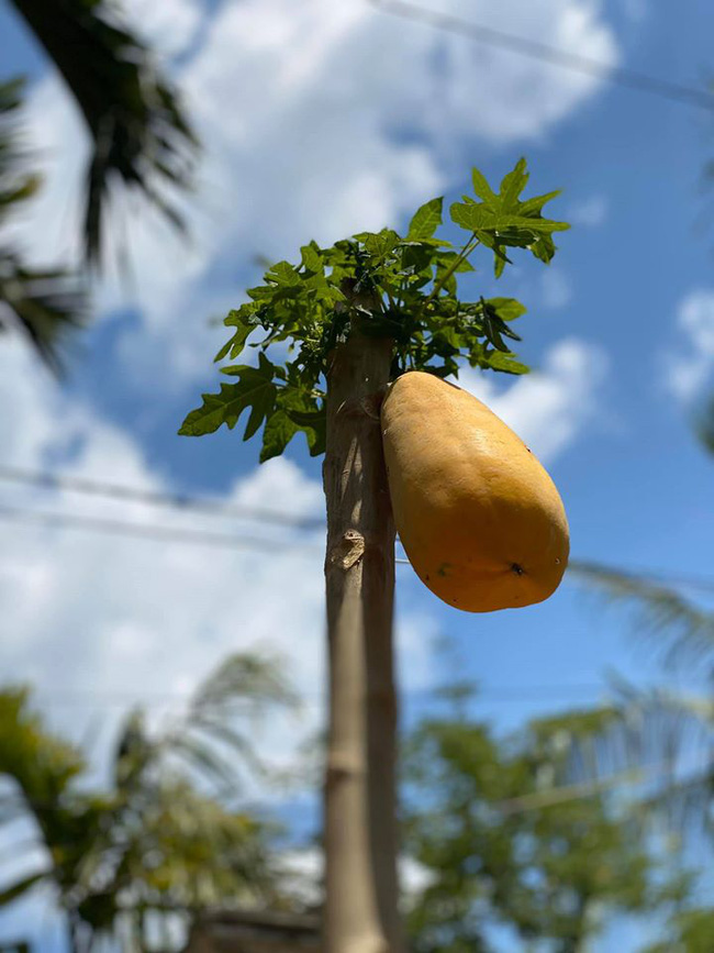 Cây đu đủ cằn cỗi vẫn dồn hết sinh lực nuôi một trái duy nhất, nhìn quả siêu to siêu khổng lồ dân mạng chắc mẩm: Sẽ ngon ngọt lắm đây - Ảnh 1.