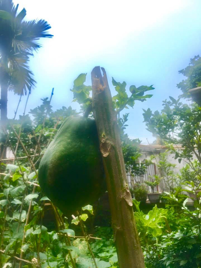 Cây đu đủ cằn cỗi vẫn dồn hết sinh lực nuôi một trái duy nhất, nhìn quả siêu to siêu khổng lồ dân mạng chắc mẩm: Sẽ ngon ngọt lắm đây - Ảnh 2.