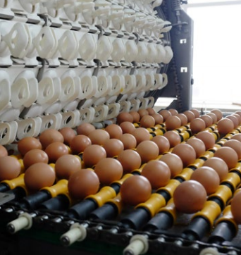 Hai ông lớn công nghiệp nặng đầu tư nông nghiệp: Hòa Phát thắng lớn với chăn nuôi, Thaco kiên trì tái cấu trúc đưa HAGL Agrico và Hùng Vương thoát lỗ - Ảnh 2. Hai ông lớn công nghiệp nặng đầu tư nông nghiệp: Hòa Phát thắng lớn với chăn nuôi, Thaco kiên trì tái cấu trúc đưa HAGL Agrico và Hùng Vương thoát lỗ - Ảnh 2.