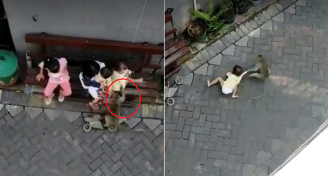 Ch&uacute; khỉ ngang nhi&ecirc;n bắt c&oacute;c đứa trẻ đang ở b&ecirc;n cạnh người lớn rồi k&eacute;o l&ecirc; dưới đất nhưng đằng sau l&agrave; một c&acirc;u chuyện đau l&ograve;ng - Ảnh 3.