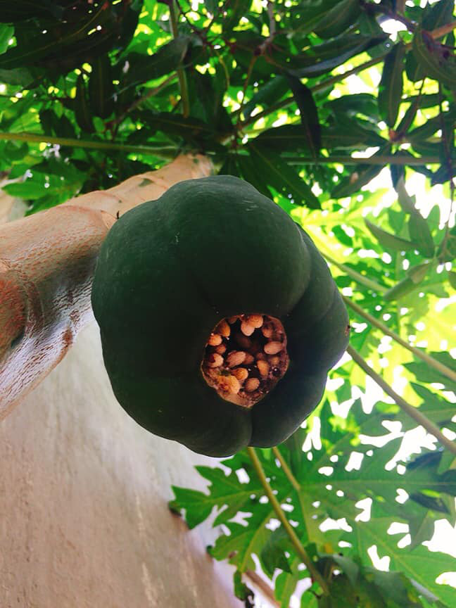 Cây đu đủ cằn cỗi vẫn dồn hết sinh lực nuôi một trái duy nhất, nhìn quả siêu to siêu khổng lồ dân mạng chắc mẩm: Sẽ ngon ngọt lắm đây - Ảnh 4.