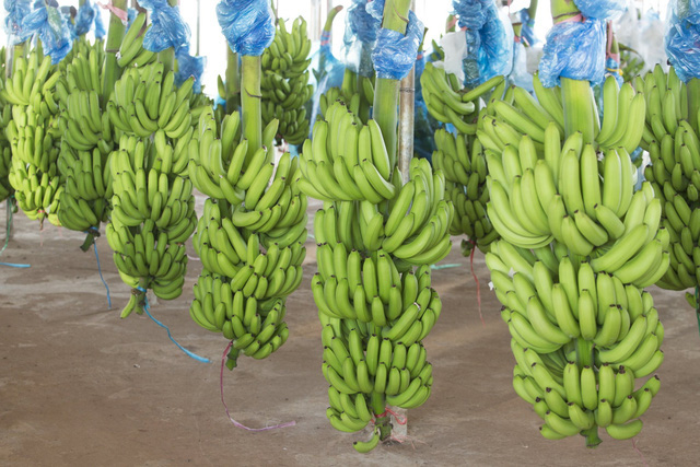 Hai ông lớn công nghiệp nặng đầu tư nông nghiệp: Hòa Phát thắng lớn với chăn nuôi, Thaco kiên trì tái cấu trúc đưa HAGL Agrico và Hùng Vương thoát lỗ - Ảnh 4. Hai ông lớn công nghiệp nặng đầu tư nông nghiệp: Hòa Phát thắng lớn với chăn nuôi, Thaco kiên trì tái cấu trúc đưa HAGL Agrico và Hùng Vương thoát lỗ - Ảnh 4.