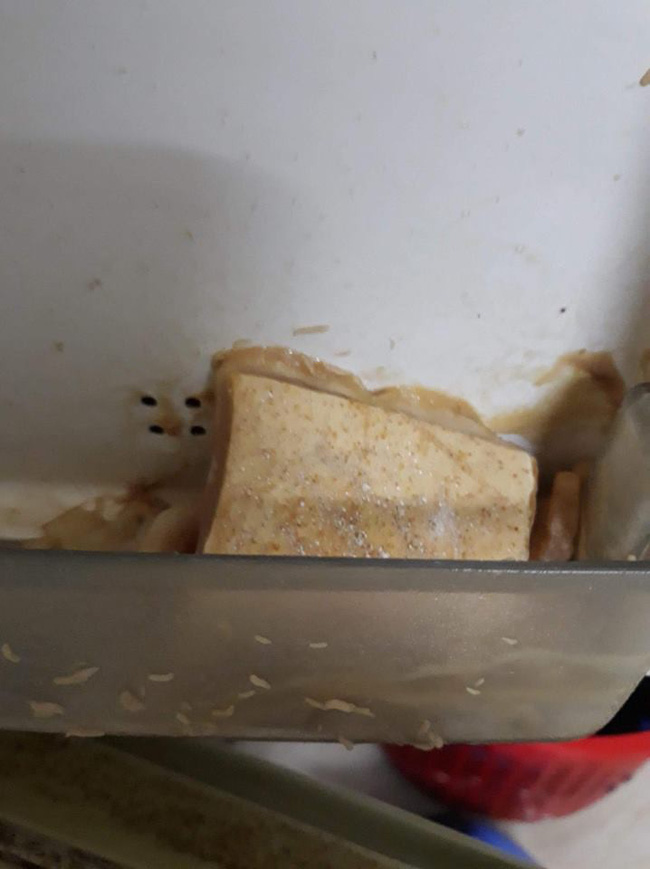 Không dọn đồ ăn trước khi về quê tránh dịch, anh chàng khiến dân mạng hốt hoảng với chiếc tủ lạnh toàn “sinh vật lạ” lúc nhúc bên trong - Ảnh 8. Không dọn đồ ăn trước khi về quê tránh dịch, anh chàng khiến dân mạng hốt hoảng với chiếc tủ lạnh toàn “sinh vật lạ” lúc nhúc bên trong - Ảnh 8.