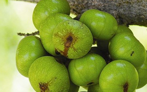 8 loại trái cây giúp giảm táo bón nhanh - Ảnh 5.
