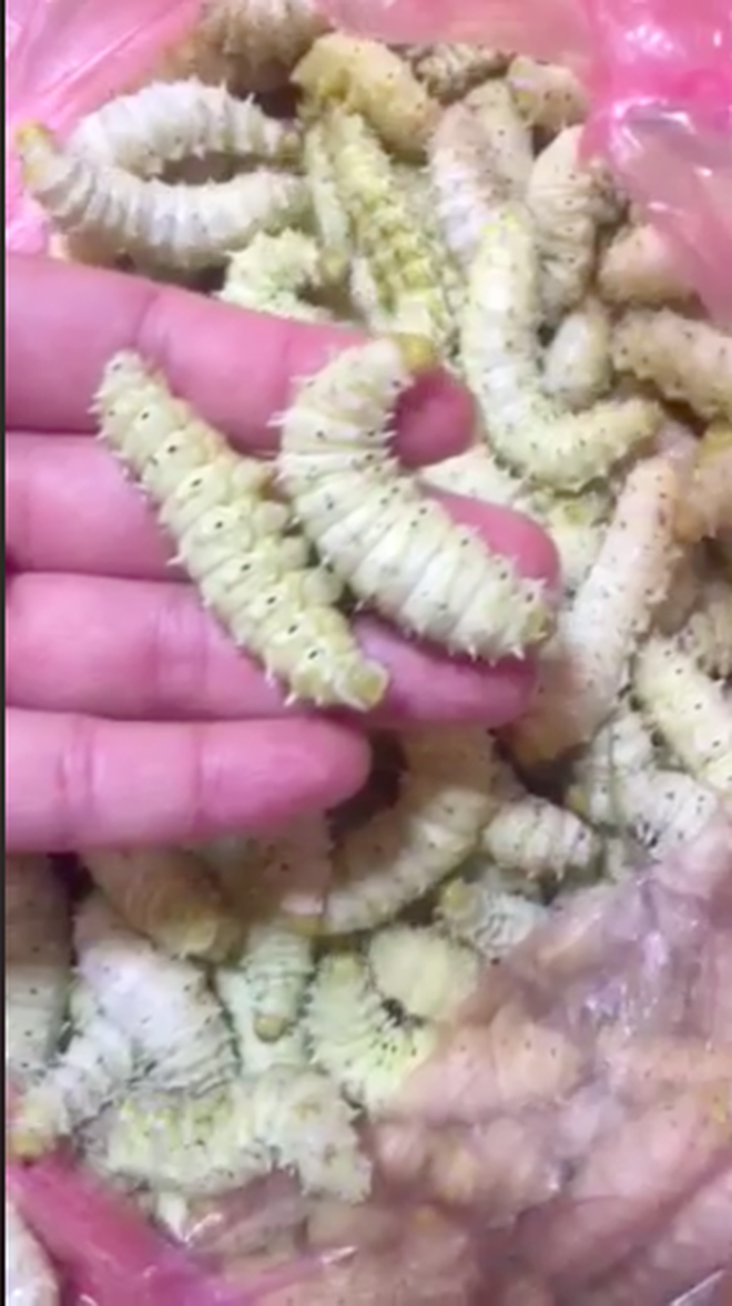 Đăng clip một loại côn trùng bò lúc nhúc như sâu, cô gái tiết lộ đây là đặc sản ngon nức tiếng ở quê mình khiến dân mạng “té ngửa” - Ảnh 3. Đăng clip một loại côn trùng bò lúc nhúc như sâu, cô gái tiết lộ đây là đặc sản ngon nức tiếng ở quê mình khiến dân mạng “té ngửa” - Ảnh 3.