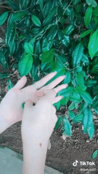 Chiếc l&aacute; k&igrave; lạ cứ cọ v&agrave;o tay l&agrave; ra nhựa trắng, nhưng chớp mắt c&aacute;i th&igrave; lại biến đi đ&acirc;u mất khiến d&acirc;n mạng tranh c&atilde;i - Ảnh 1.