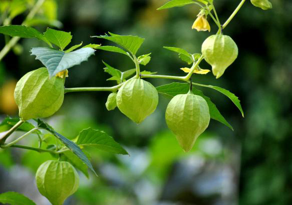 Đây là loại quả mà người Việt chỉ coi là cỏ dại, sang Nhật được tôn như thảo dược quý chữa đủ thứ bệnh, bán giá 700k/kg vẫn cháy hàng - Ảnh 4.