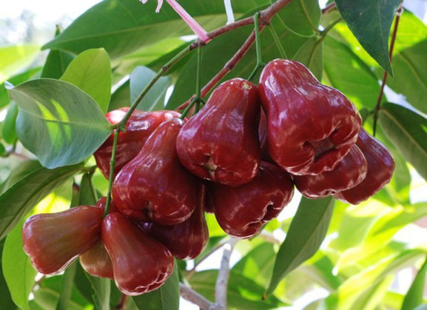 Lần đầu nhờ chồng xẻ quả roi cho ăn, c&ocirc; g&aacute;i &ldquo;t&aacute; hoả&rdquo; khi nh&igrave;n thấy th&agrave;nh phẩm: Nhưng điều d&acirc;n mạng tranh c&atilde;i nhất lại l&agrave; đ&acirc;y! - Ảnh 6.