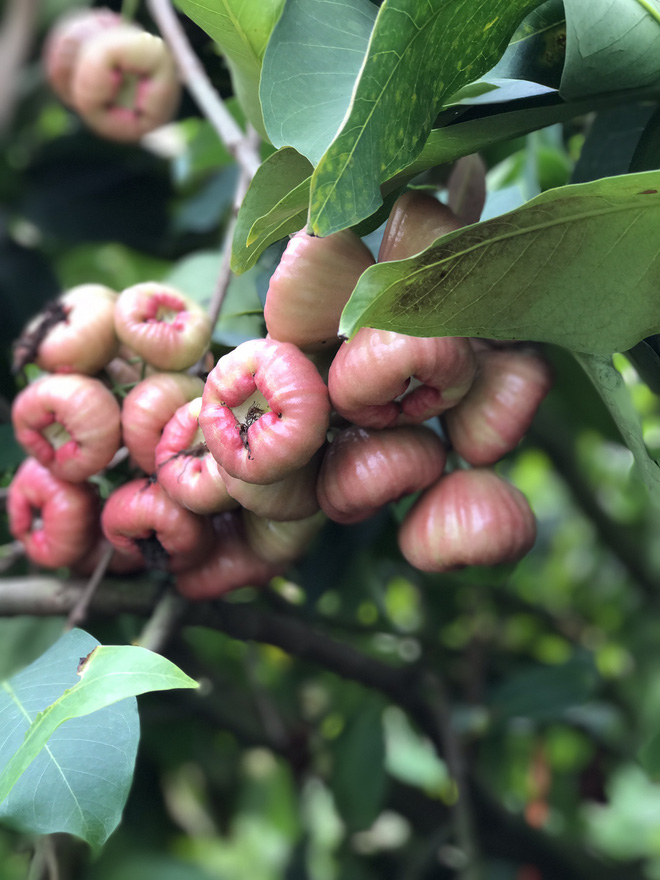 Lần đầu nhờ chồng xẻ quả roi cho ăn, c&ocirc; g&aacute;i &ldquo;t&aacute; hoả&rdquo; khi nh&igrave;n thấy th&agrave;nh phẩm: Nhưng điều d&acirc;n mạng tranh c&atilde;i nhất lại l&agrave; đ&acirc;y! - Ảnh 9.