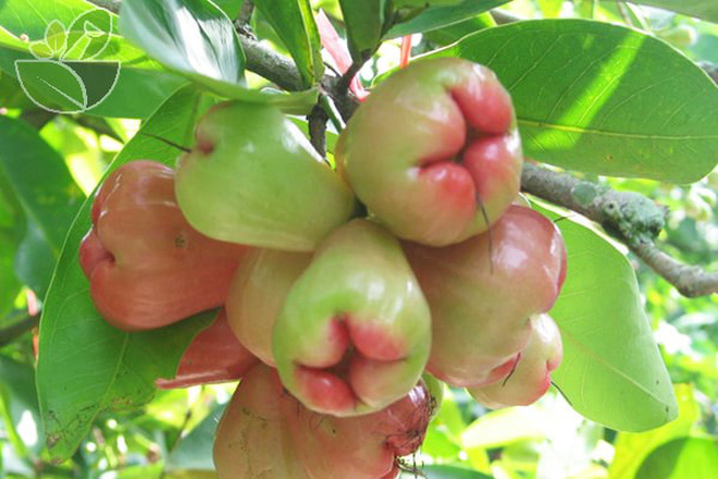 Lần đầu nhờ chồng xẻ quả roi cho ăn, c&ocirc; g&aacute;i &ldquo;t&aacute; hoả&rdquo; khi nh&igrave;n thấy th&agrave;nh phẩm: Nhưng điều d&acirc;n mạng tranh c&atilde;i nhất lại l&agrave; đ&acirc;y! - Ảnh 10.
