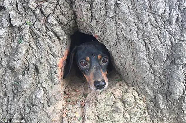 Khi cây trở thành… quái vật đáng sợ - Ảnh 17. Khi cây trở thành… quái vật đáng sợ - Ảnh 17.