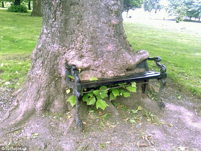 Khi cây trở thành… quái vật đáng sợ - Ảnh 20. Khi cây trở thành… quái vật đáng sợ - Ảnh 20.