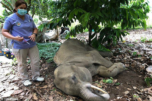 Ấn Độ: Voi mang thai nổ hàm, chết tức tưởi vì bị dân làng lừa cho ăn trái dứa nhồi pháo khiến cả thế giới sục sôi phẫn nộ - Ảnh 4.