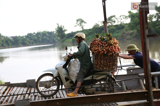 Vải thiều Bắc Giang vào vụ, dân gồng mình chở hàng tạ vải chòng chành qua chiếc cầu phao “tử thần”: “Ngã lộn xuống sông là chuyện bình thường” - Ảnh 9.