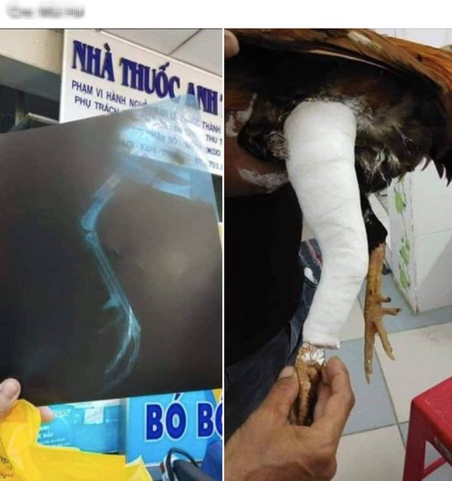 G&agrave; cưng bị g&atilde;y ch&acirc;n, thanh ni&ecirc;n l&agrave;m điều khiến ai nấy đều phải g&atilde;i đầu v&igrave; qu&aacute; kh&oacute; lường - Ảnh 1.