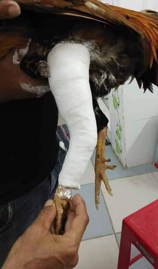 G&agrave; cưng bị g&atilde;y ch&acirc;n, thanh ni&ecirc;n l&agrave;m điều khiến ai nấy đều phải g&atilde;i đầu v&igrave; qu&aacute; kh&oacute; lường - Ảnh 3.