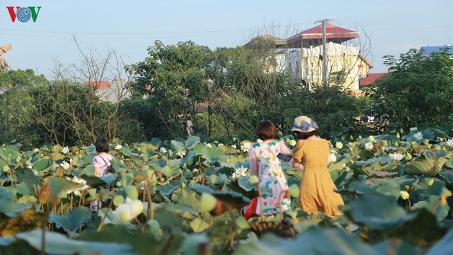 Đầm sen trắng hiếm có, giúp chủ đầm thu tiền triệu mỗi ngày ở Hà Nội - Ảnh 5.