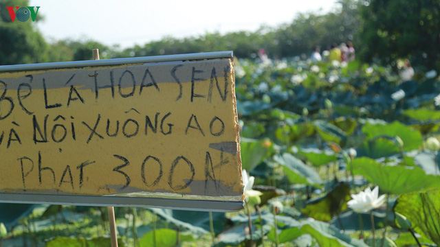 Đầm sen trắng hiếm có, giúp chủ đầm thu tiền triệu mỗi ngày ở Hà Nội - Ảnh 6.