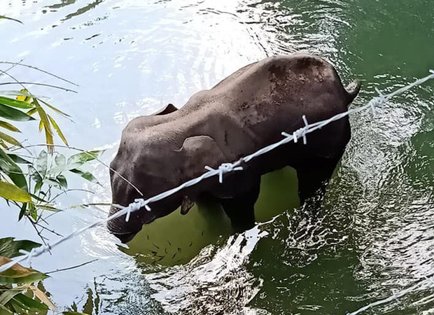 Sự thật về người đ&agrave;n &ocirc;ng bị nghi l&agrave; thủ phạm cho voi mẹ ăn tr&aacute;i dứa c&oacute; thuốc nổ để rồi chết đứng tr&ecirc;n s&ocirc;ng - Ảnh 1.