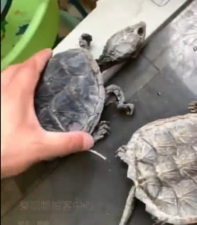 Trở lại trường học sau 5 tháng, nam sinh thảng thốt khi nhìn đến thú cưng của mình: Con rùa yêu dấu đã trở thành cái xác khô quắt - Ảnh 3. Trở lại trường học sau 5 tháng, nam sinh thảng thốt khi nhìn đến thú cưng của mình: Con rùa yêu dấu đã trở thành cái xác khô quắt - Ảnh 3.