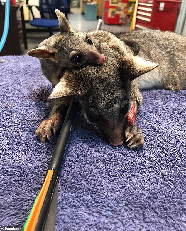 Chồn túi Possum bị nỏ bắn xuyên cơ thể đến thủng phổi trong khi chồn con nhỏ xíu ôm chặt lấy mẹ gây xúc động mạnh - Ảnh 2.