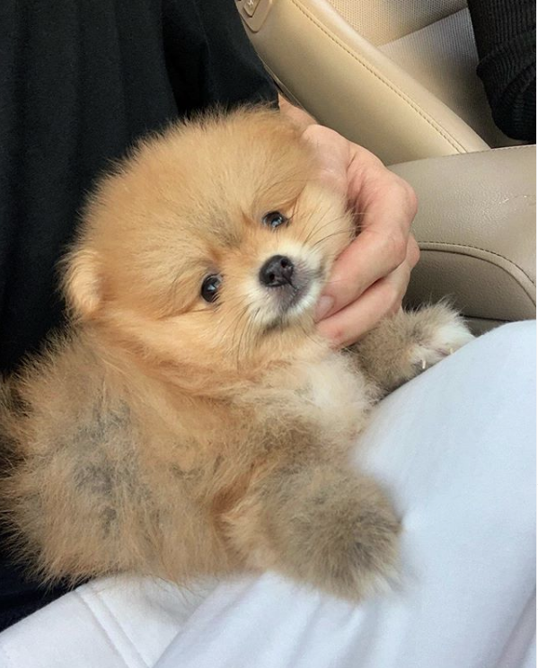 Hội chị em phát sốt với chú cún nhà thủ môn Đặng Văn Lâm: Bé xíu đã được đi du lịch từ Âu sang Á, ăn ở sang chảnh đúng đẳng cấp thú cưng - Ảnh 2. Hội chị em phát sốt với chú cún nhà thủ môn Đặng Văn Lâm: Bé xíu đã được đi du lịch từ Âu sang Á, ăn ở sang chảnh đúng đẳng cấp thú cưng - Ảnh 2.