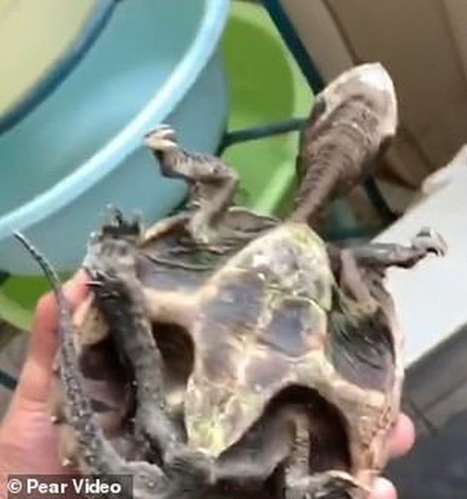 Trở lại trường học sau 5 tháng, nam sinh thảng thốt khi nhìn đến thú cưng của mình: Con rùa yêu dấu đã trở thành cái xác khô quắt - Ảnh 4. Trở lại trường học sau 5 tháng, nam sinh thảng thốt khi nhìn đến thú cưng của mình: Con rùa yêu dấu đã trở thành cái xác khô quắt - Ảnh 4.