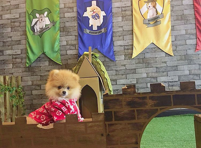 Hội chị em phát sốt với chú cún nhà thủ môn Đặng Văn Lâm: Bé xíu đã được đi du lịch từ Âu sang Á, ăn ở sang chảnh đúng đẳng cấp thú cưng - Ảnh 8. Hội chị em phát sốt với chú cún nhà thủ môn Đặng Văn Lâm: Bé xíu đã được đi du lịch từ Âu sang Á, ăn ở sang chảnh đúng đẳng cấp thú cưng - Ảnh 8.