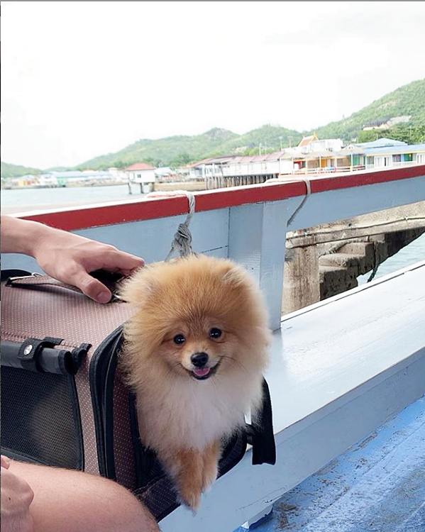 Hội chị em phát sốt với chú cún nhà thủ môn Đặng Văn Lâm: Bé xíu đã được đi du lịch từ Âu sang Á, ăn ở sang chảnh đúng đẳng cấp thú cưng - Ảnh 9. Hội chị em phát sốt với chú cún nhà thủ môn Đặng Văn Lâm: Bé xíu đã được đi du lịch từ Âu sang Á, ăn ở sang chảnh đúng đẳng cấp thú cưng - Ảnh 9.