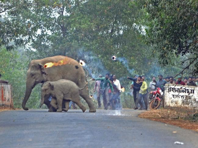 Thêm hình ảnh gây phẫn nộ tột cùng: Mẹ con nhà voi vào làng xin ăn, bị dân ném cầu lửa và đá xua đuổi không thương tiếc - Ảnh 3.