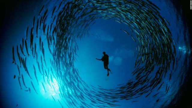Ngày Đại dương Thế giới: Có còn kịp để con người trả ơn biển cả? - Ảnh 1.