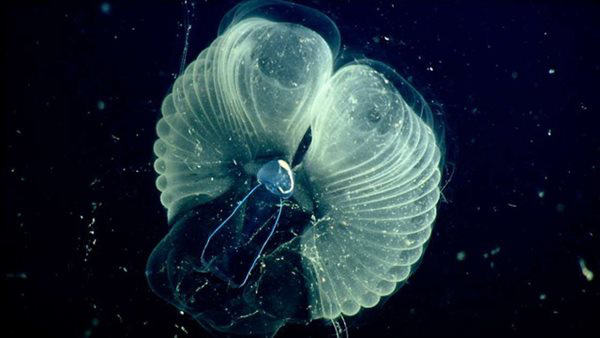 Vẻ đẹp kỳ ảo của sinh vật được mệnh danh anh nuôi đại dương nơi đáy biển sâu - Ảnh 3.