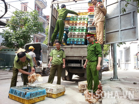 Một vụ vận chuyển gà lậu tại Hà Nội đã bị lực lượng chức năng phát hiện và xử lý.