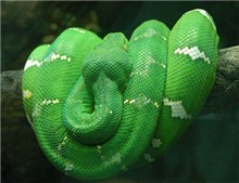10 loài rắn độc đáo nhất trên thế giới