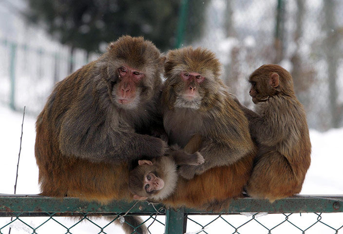 Gia đình khỉ, giá lạnh là một trong những hiện tượng đáng chú ý về khối đồ vật đông lạnh và các động vật sống trong điều kiện khắc nghiệt. Hãy xem hình ảnh đầy sự giản đơn và đẹp mắt này để cảm nhận sự đan xen giữa cuộc sống và thiên nhiên trong hoang dã.