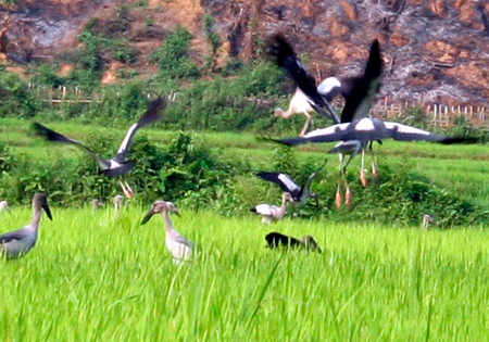 Xuất hiện đàn chim “lạ” gần Công trình thủy điện Lai Châu