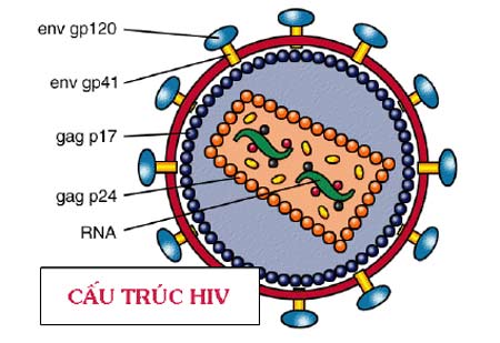 vi-sao-khong-the-chong-lai-su-xam-nhap-cua-virus-hiv