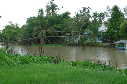 ngam-nhung-cay-cau-dang-so-nhat-the-gioi-rai-khap-dbscl