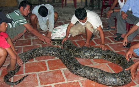 hang-chuc-nguoi-vay-bat-con-tran-gan-80kg