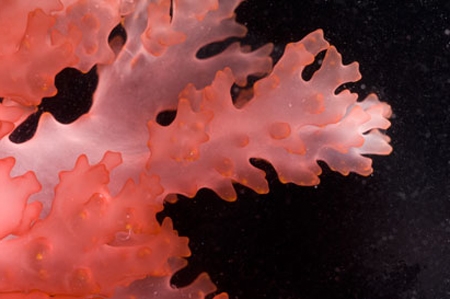 tao-do-vi-cuu-tinh-cho-sinh-luc-nam-gioi tao-do-vi-cuu-tinh-cho-sinh-luc-nam-gioi