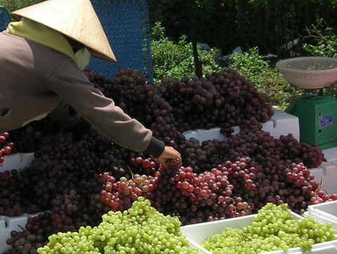 nhap-nhang-thuong-hieu-trai-cay-ngoai