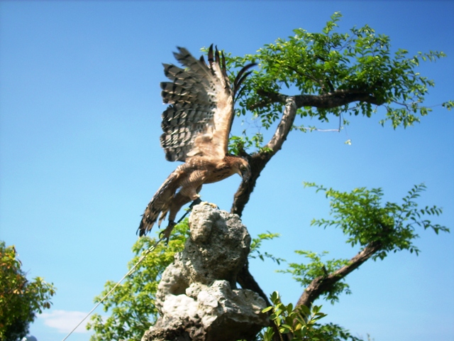 bac-lieu-bat-duoc-chim-la-nghi-la-dai-bang-nui