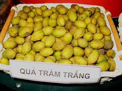 qua-tram-vi-thuoc-tuyet-voi-tri-viem-hong