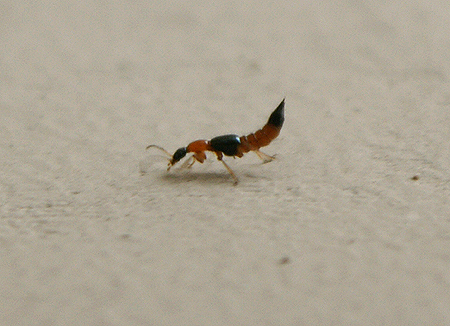 kien-khoang-gay-viem-da-dan-chung-cu-la-loai-rove-beetle