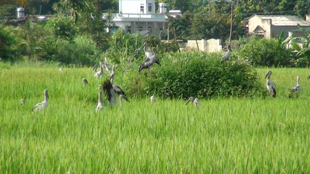 vu-khuc-co-nhan-tren-canh-dong-dien-bien