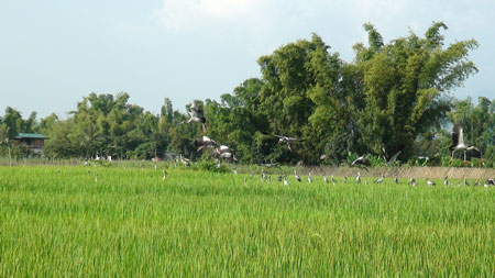 vu-khuc-co-nhan-tren-canh-dong-dien-bien